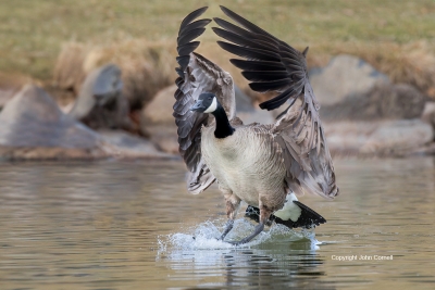 Branta-canadensis;Canada-Goose;Flying-Bird;Landing;Photography;action;active;al